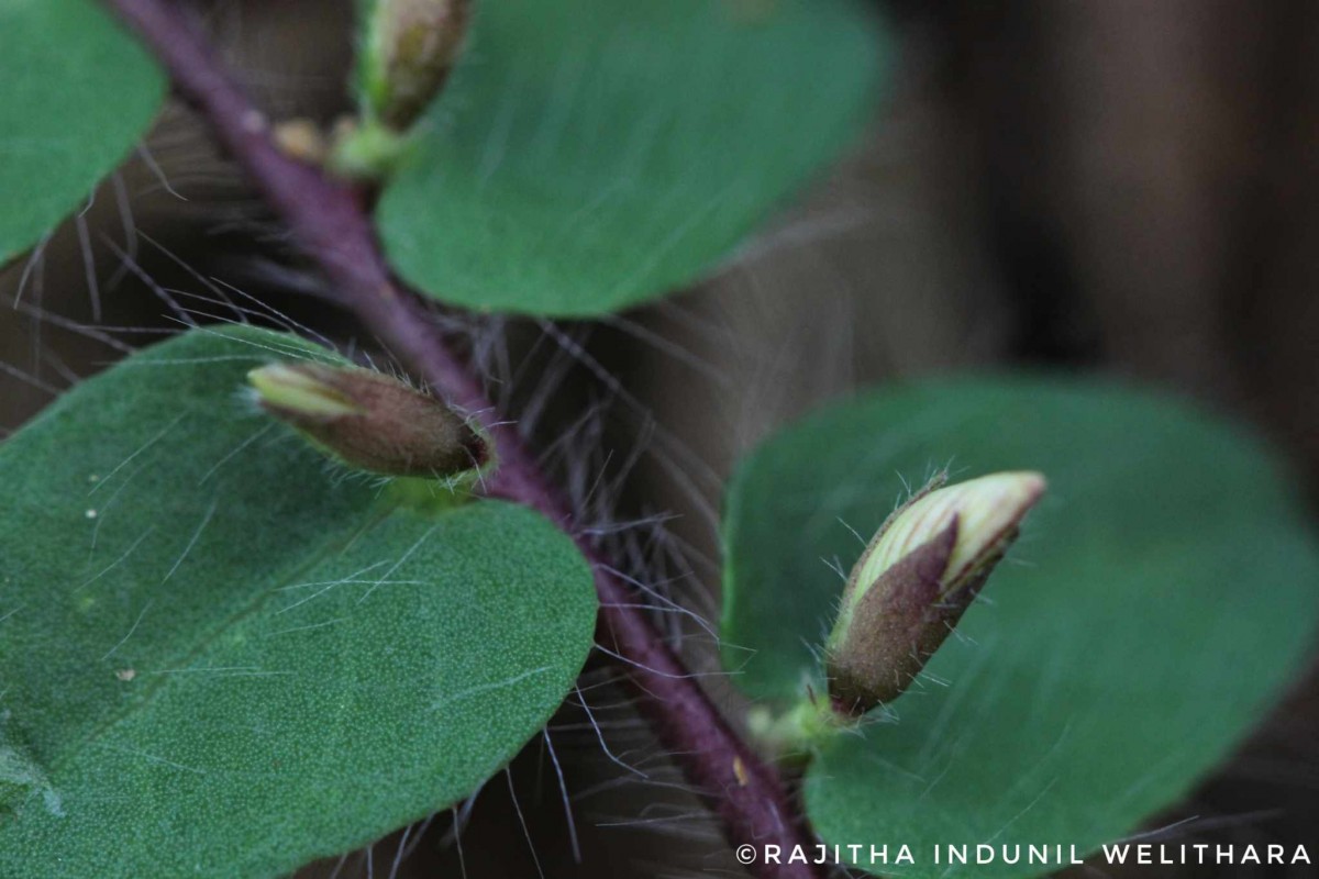 Crotalaria hebecarpa (DC.) Rudd